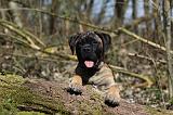 BULLMASTIFF 393